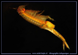 First time encounter with a Siphonophanes grubei (springt... by Michel Lonfat 